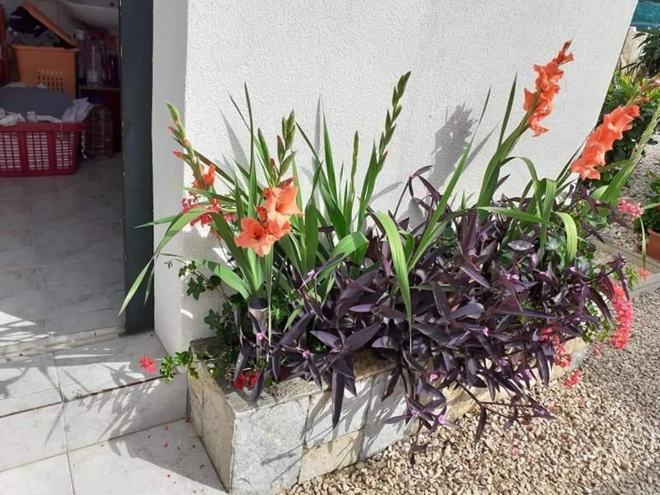 Apartments Jelicic 比奥格勒·纳·莫鲁 外观 照片